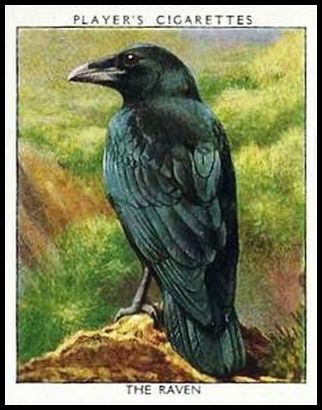 17 The Raven